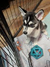 Focus (Fortnite Litter)