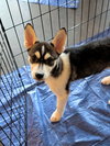 Focus (Fortnite Litter)