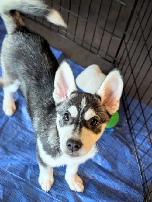 picture of the dog needing adoption
