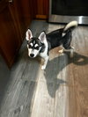 Focus (Fortnite Litter)