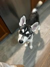 Focus (Fortnite Litter)