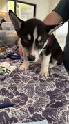 Jonsey (Fortnite Litter)