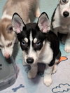 Jonsey (Fortnite Litter)