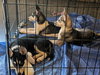 Jonsey (Fortnite Litter)