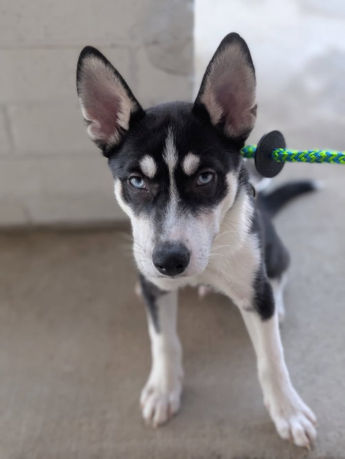 picture of the dog needing adoption