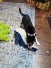 Jonsey (Fortnite Litter)
