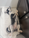 Jonsey (Fortnite Litter) - Photo 2