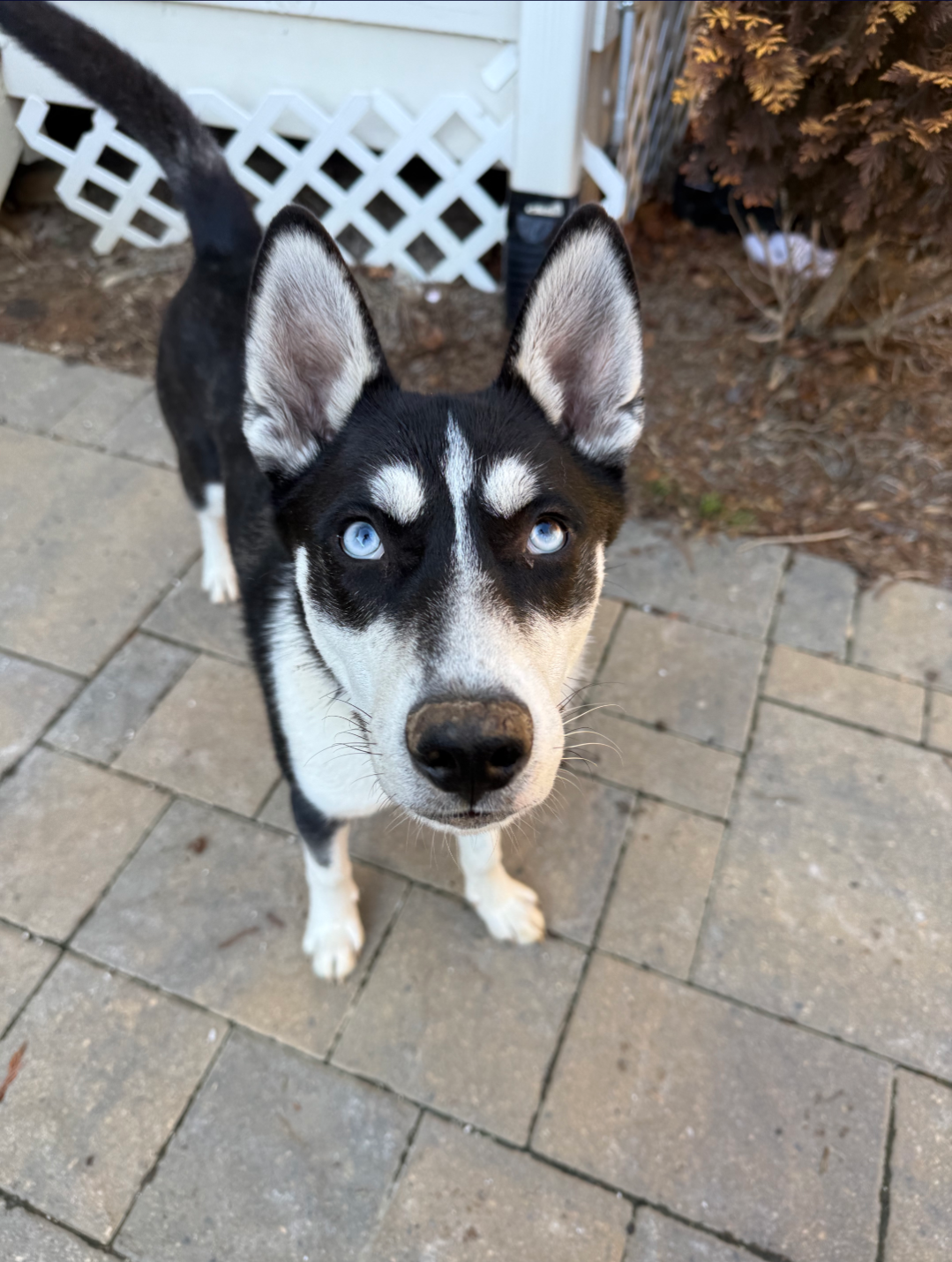 Jonsey (Fortnite Litter) Image