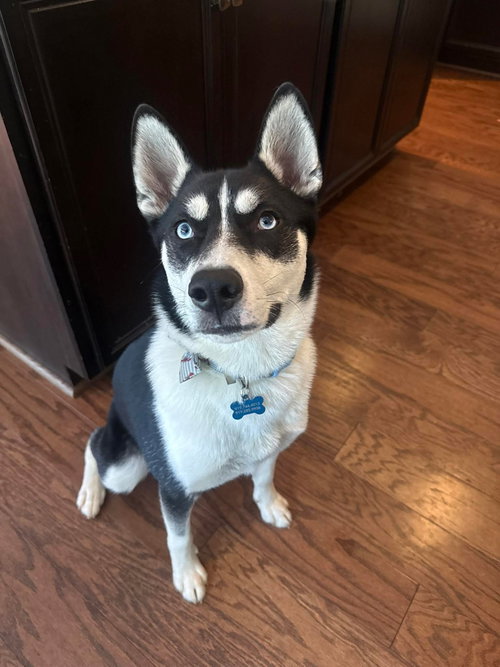 Jonsey (Fortnite Litter), an adoptable Husky in Holly Springs, NC