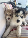 Peely (Fortnite Litter)