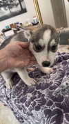 Backlash (Fortnite Litter)