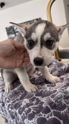 Backlash (Fortnite Litter)