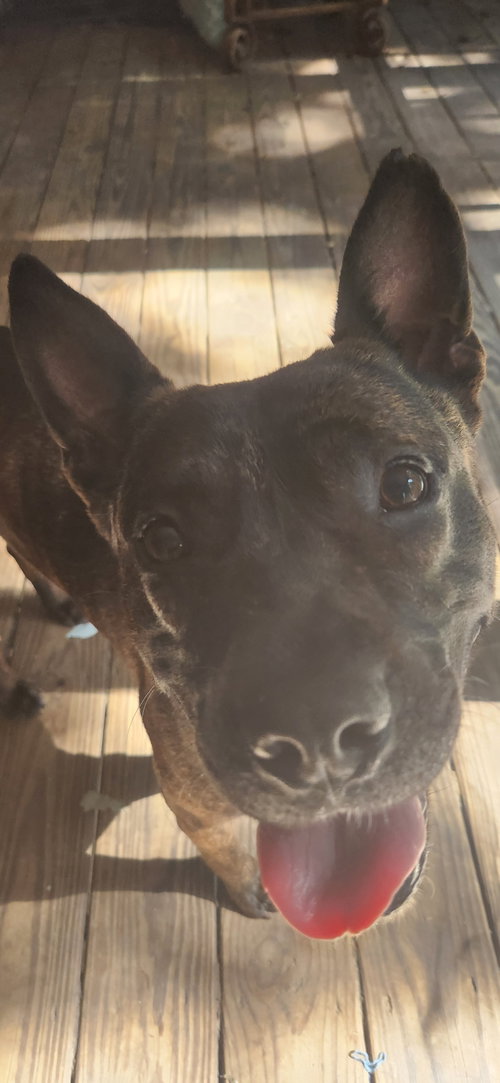picture of the dog needing adoption