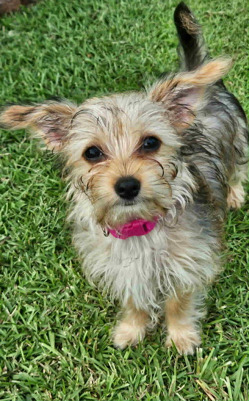 Mia - Willow Litter