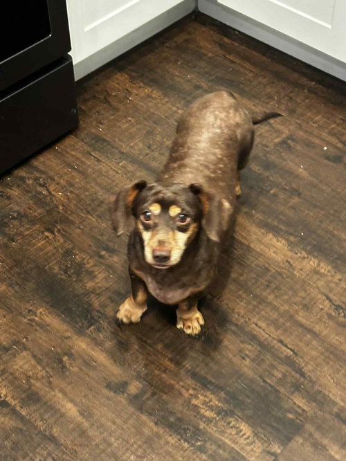 picture of the dog needing adoption