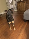 Enzo