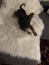 Enzo