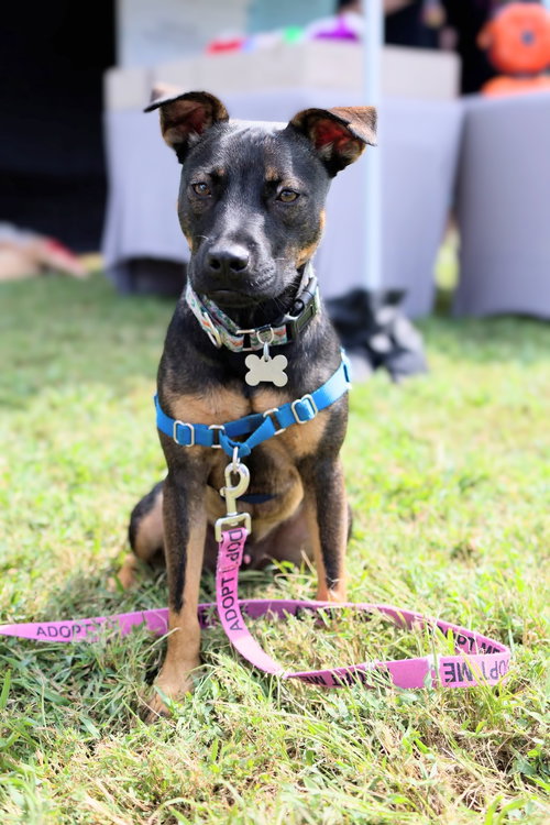 picture of the dog needing adoption