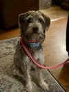 Willow R