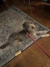 Willow R