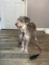 Willow R