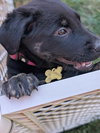Talley: NC State Litter