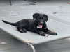 Talley: NC State Litter