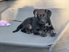 Talley: NC State Litter