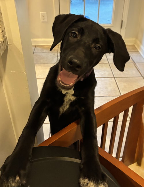 picture of the dog needing adoption
