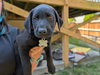 Finley: NC State Litter