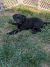 Finley: NC State Litter
