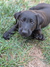 Finley: NC State Litter
