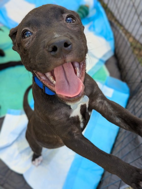 picture of the dog needing adoption
