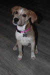 Dolly