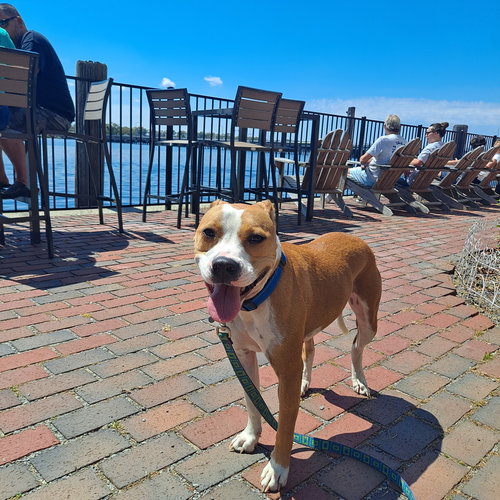 picture of the dog needing adoption