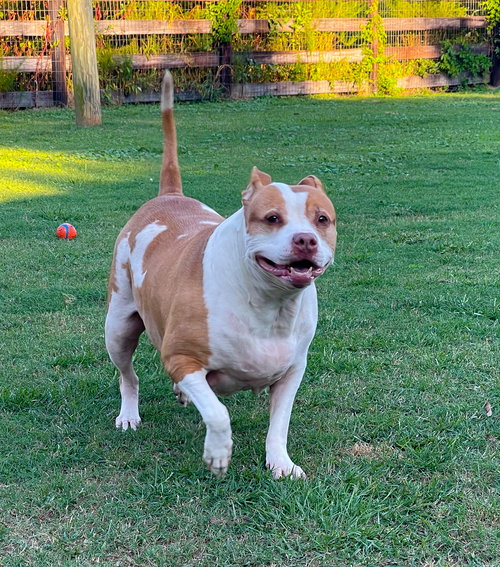 picture of the dog needing adoption