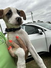 Blackbeard (Pirate Litter)