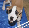 Blackbeard (Pirate Litter)