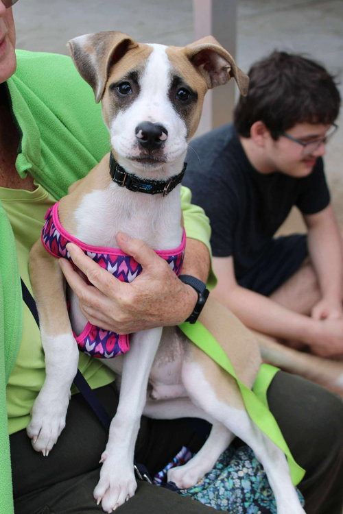 picture of the dog needing adoption