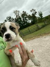 Anne Bonnie (Pirate Litter)