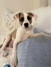 Anne Bonnie (Pirate Litter)
