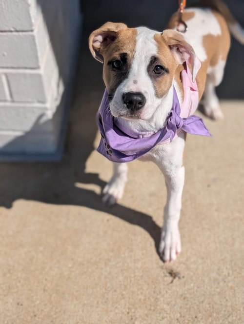 picture of the dog needing adoption