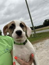 Mary Read (Pirate Litter)