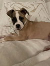 Mary Read (Pirate Litter)