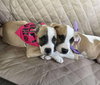 Mary Read (Pirate Litter)