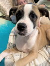 Mary Read (Pirate Litter)