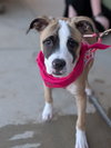Mary Read (Pirate Litter)