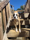 Mary Read (Pirate Litter)