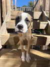 Mary Read (Pirate Litter)