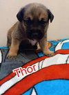 Thor (Marvel Litter)